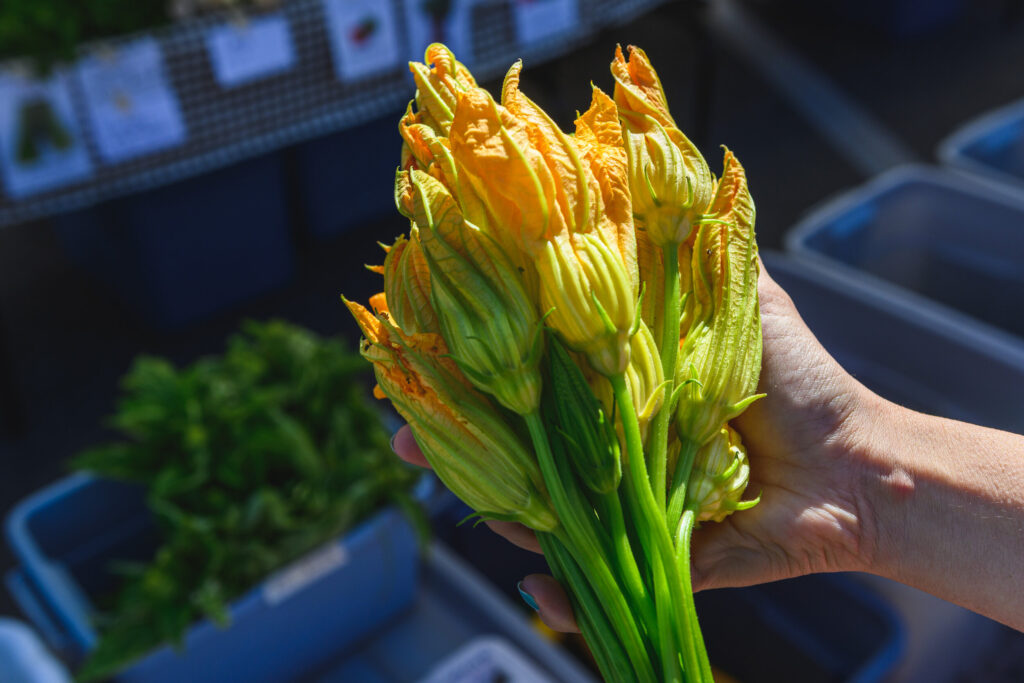 Missoula Farmers Market Zucchini Blossoms