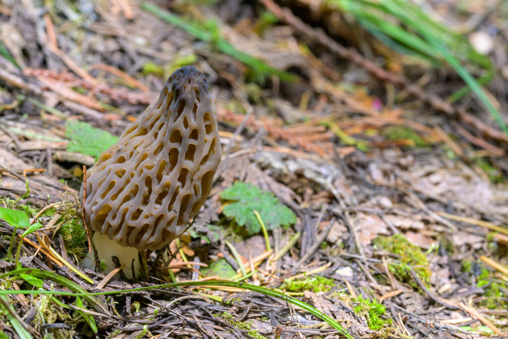 These particular morels are commonly called "grays"