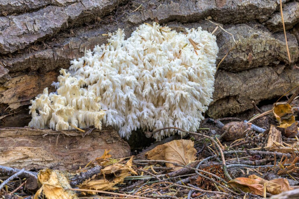 Bear's Head (Hericium abietis) entire fruiting body